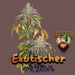 Hanfzwerg Exotischer Nektar Fem. 3St.