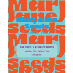 Big Devil X Purple Punch Auto - Marj Jane Feminisiert 3St.