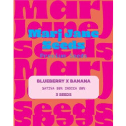 Blueberry X Banana - Marj Jane Feminisiert 3St.