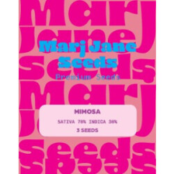 Mimosa - Marj Jane Feminisiert 3St.