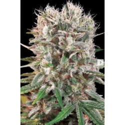 Paradise Seeds Wappa Fem 3St.