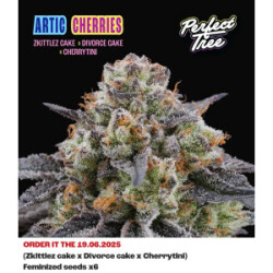Perfect Tree Artic Cherries Fem 6St.