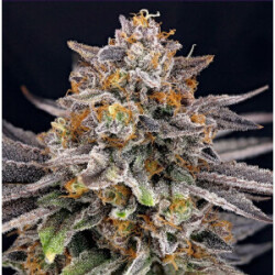 Ripper Seeds Candygaz Fem 3St.