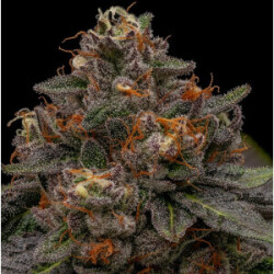 Ripper Seeds Korenji Fem 3St.