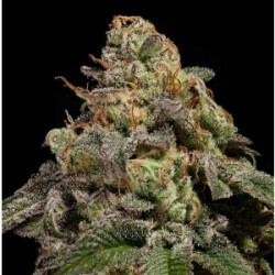 Ripper Seeds OMG Fem 3St.