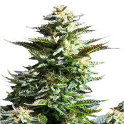 Royal Queen Seeds Amnesia Haze Fem. 3St.