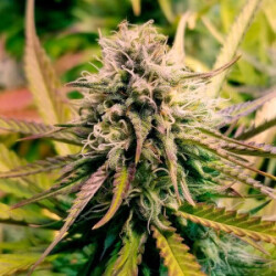 Royal Queen Seeds Candy Kush Express Fast Fem. 3St.