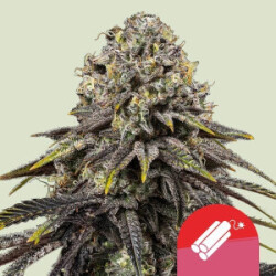 Royal Queen Seeds Dynamite Diesel Tyson Fem. 3St.