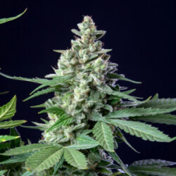 Royal Queen Seeds Easy Bud Auto Fem. 3St.