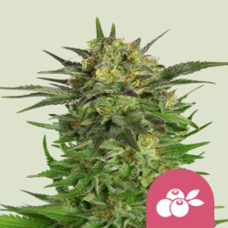 Royal Queen Seeds Haze Berry Fem. 3St.