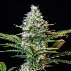 Royal Queen Seeds Royal Runtz Fem. 3St.