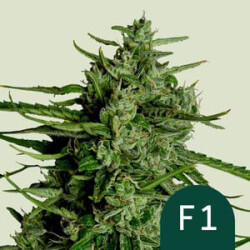 Royal Queen Seeds Titan F1 Auto Fem. 3St.