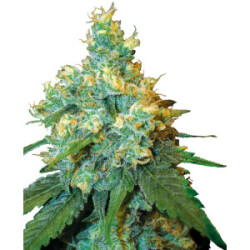 Sensi Seeds Jack Herer Reg. 10St.