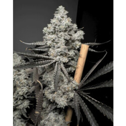 Solfire Gardens Barf Breath Fem 6St.