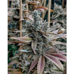 Solfire Gardens Lemon Elixir Fem 6St.