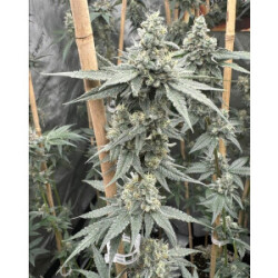 Solfire Gardens Sundae Supper Fem 3St.