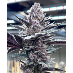 Solfire Gardens Pink Milk Fem 3St.