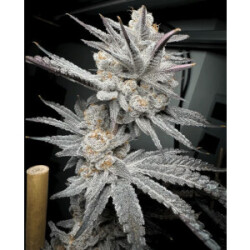 Solfire Gardens Trich Beast Fem 3St.