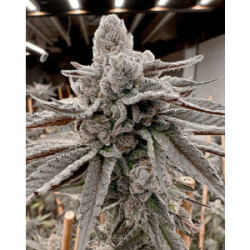 Solfire Gardens Yummy Yummy Fem 3St.