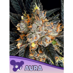 Aura - Anesia feminisiert 3er Pack