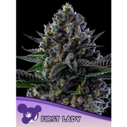 First Lady - Anesia feminisiert 3er Pack