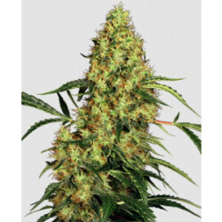Mexican Sativa - Sensi Seeds feminisiert 3er Pack