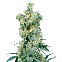 American Dream Reguläre Hanfsamen