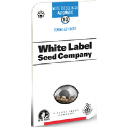 White Diesel Haze Automatic Hanfsamen von White Label, 3 Samen