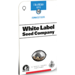 Strawberry Kush Feminisierte Hanfsamen von White Label, 3 Samen