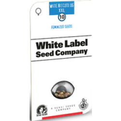White Biscotti OG XXL Feminisierte Hanfsamen von White Label, 3 Samen