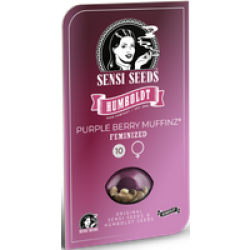 Purple Berry Muffinz Feminisierte Hanfsamen, 3 Samen