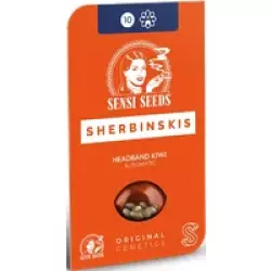 Headband Kiwi Automatic Hanfsamen, 3 Samen