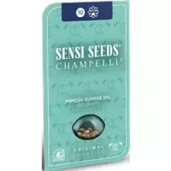 Mimosa Sunrise XXL Automatic Hanfsamen, 3 Samen