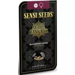 Blackberry Herer Feminisierte Hanfsamen, 3 Samen