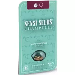 White Orangutan Feminisierte Hanfsamen, 3 Samen