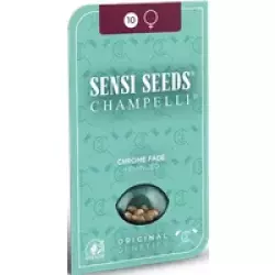 Chrome Fade Feminisierte Hanfsamen, 3 Samen