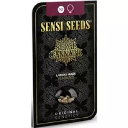 Lambo Haze Feminisierte Hanfsamen, 3 Samen