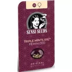 Triple Mints XXL Feminisierte Hanfsamen, 3 Samen