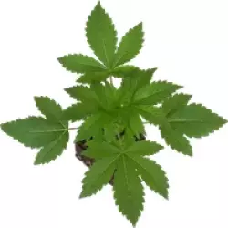 Big Bud Feminisierte Cannabispflanzen, 1 Samenpflanze