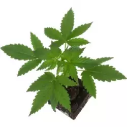 Mandarine Jam Feminisierte Cannabispflanzen, 1 Samenpflanze