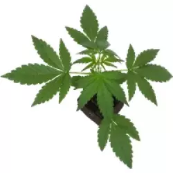 Sticky Orange XXL Automatic Cannabispflanzen, 1 Samenpflanze
