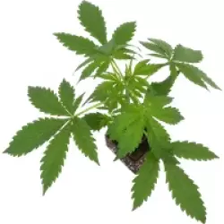 Cherry Bacio Feminisierte Cannabispflanzen, 1 Samenpflanze