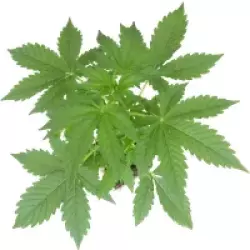 Blueberry Candiez Automatic Cannabispflanzen, 1 Samenpflanze