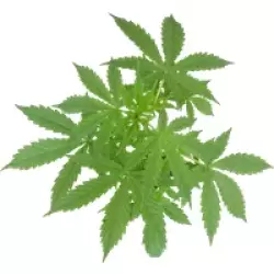 Super Skunk Automatic Cannabispflanzen von White Label, 1 Samenpflanze