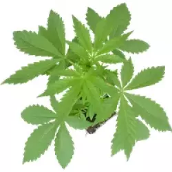 Banana Kush Cake Automatic Cannabispflanzen, 1 Samenpflanze