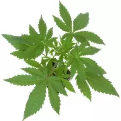 Master Kush Feminisierte Cannabispflanzen von White Label, 1 Samenpflanze