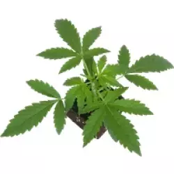 Jamaican Pearl Feminisierte Cannabispflanzen, 1 Samenpflanze