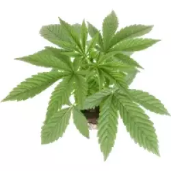 Sticky Berry Mints XXL Feminisierte Cannabispflanzen, 1 Samenpflanze