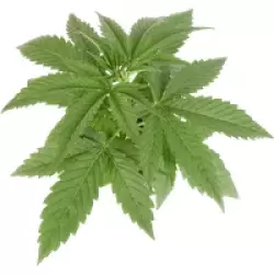 Super Lemon Cherry feminisierte Cannabispflanzen, 1 Samenpflanze