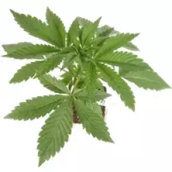 Triple Mints XXL feminisierte Cannabispflanzen, 1 Samenpflanze